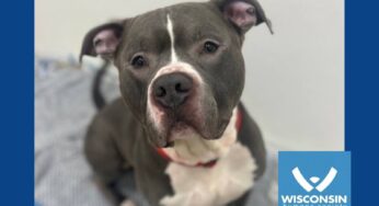Kenosha.com’s Pet of the Week: Blue
