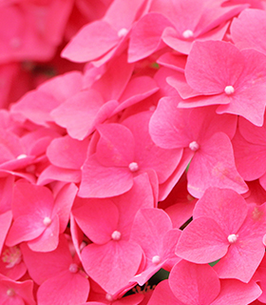 flowers - Dorla Cecconie obit