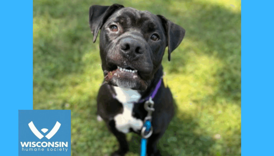 Mojo Kenosha.com Pet of the week for 7/70/25