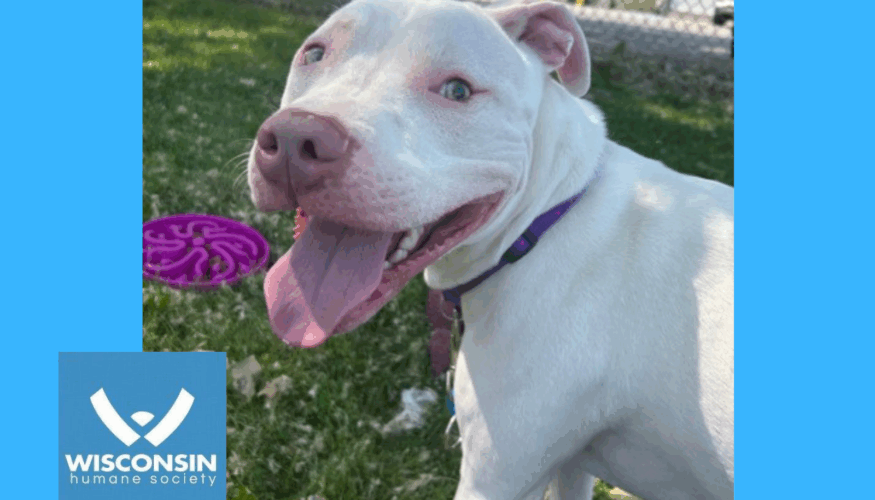 Bruno - - Kenosha.com's Pet of the Week