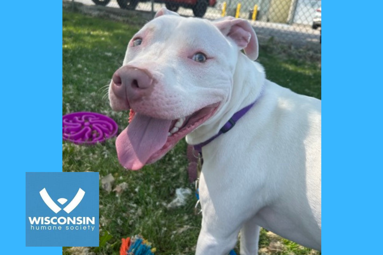 Bruno - - Kenosha.com's Pet of the Week