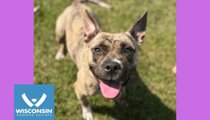 Charlie - Kenosha.com's Pet of the Week