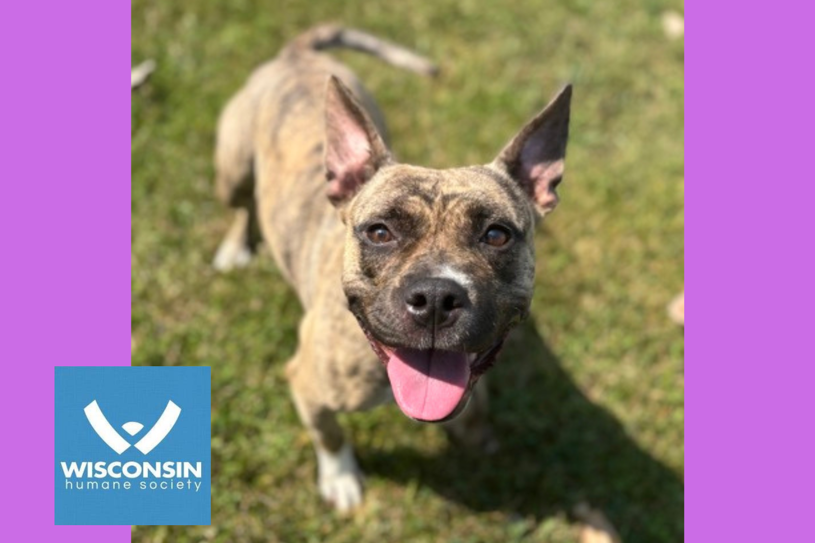 Charlie - Kenosha.com's Pet of the Week