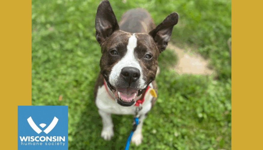 Mr President - Kenosha Pet of the Week - Wisconsin Humane Society