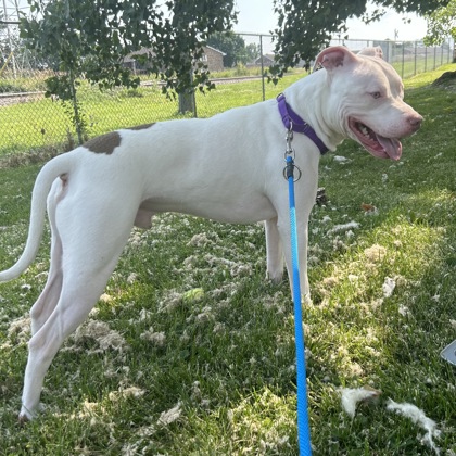 POTW - Bruno profile in park