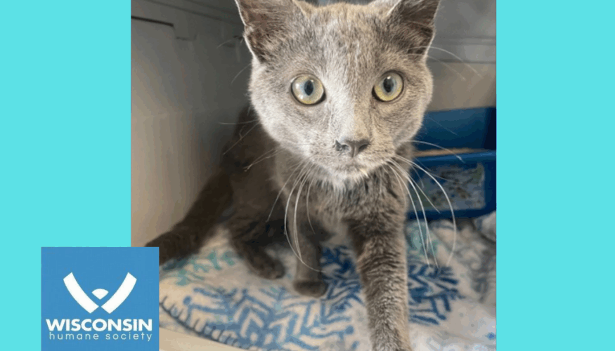 Silvie - Kenosha Pet of the Week - Wisconsin Humane Society