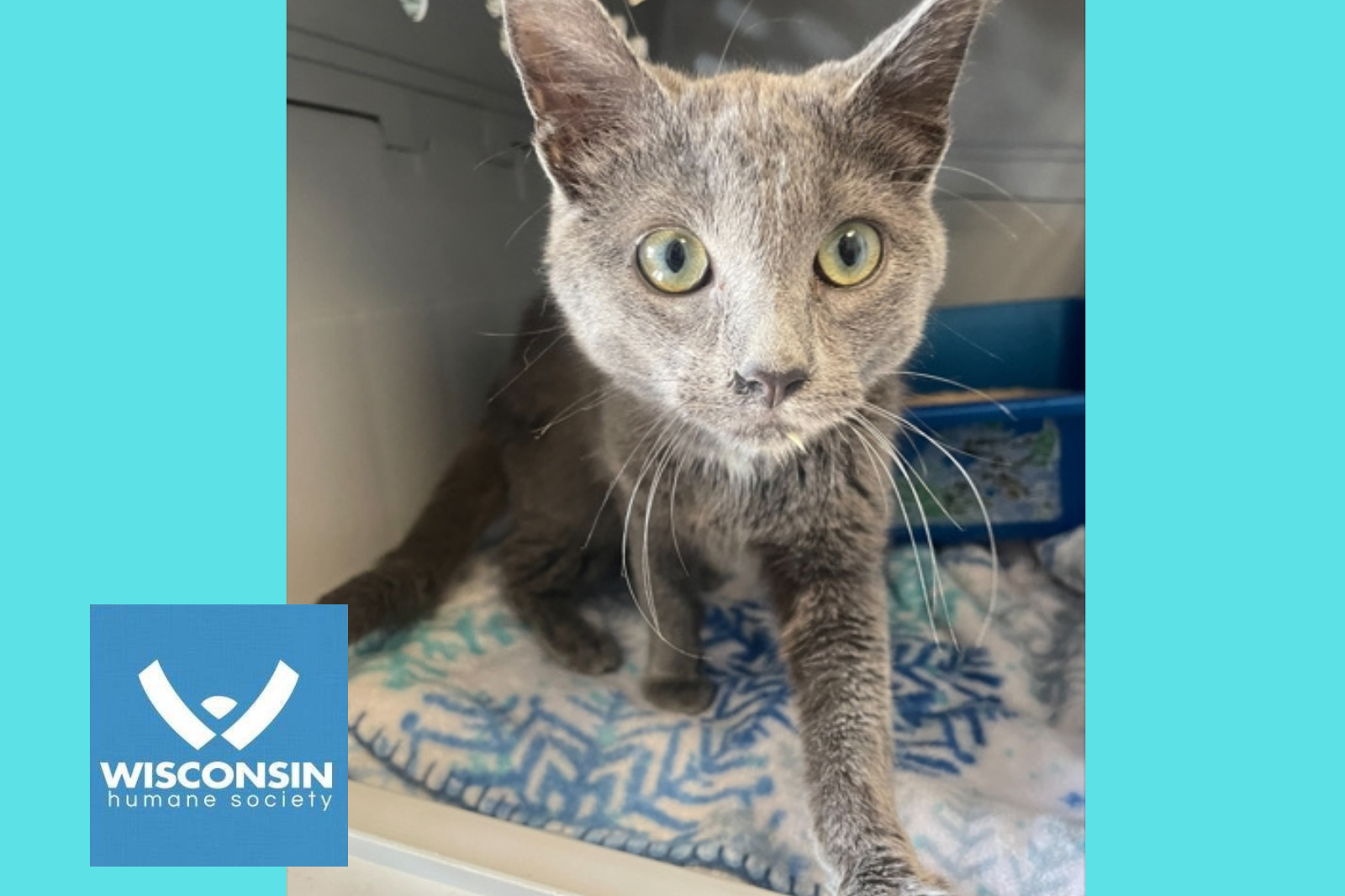 Silvie - Kenosha Pet of the Week - Wisconsin Humane Society
