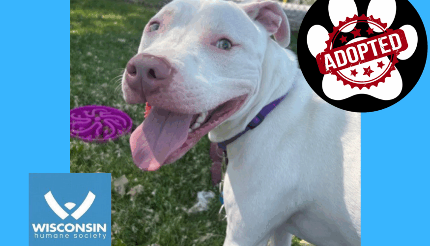 Bruno - - Kenosha.com's Pet of the Week - Adopted