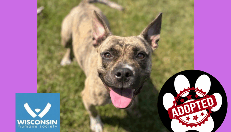Charlie - Kenosha.com's Pet of the Week - Adopted