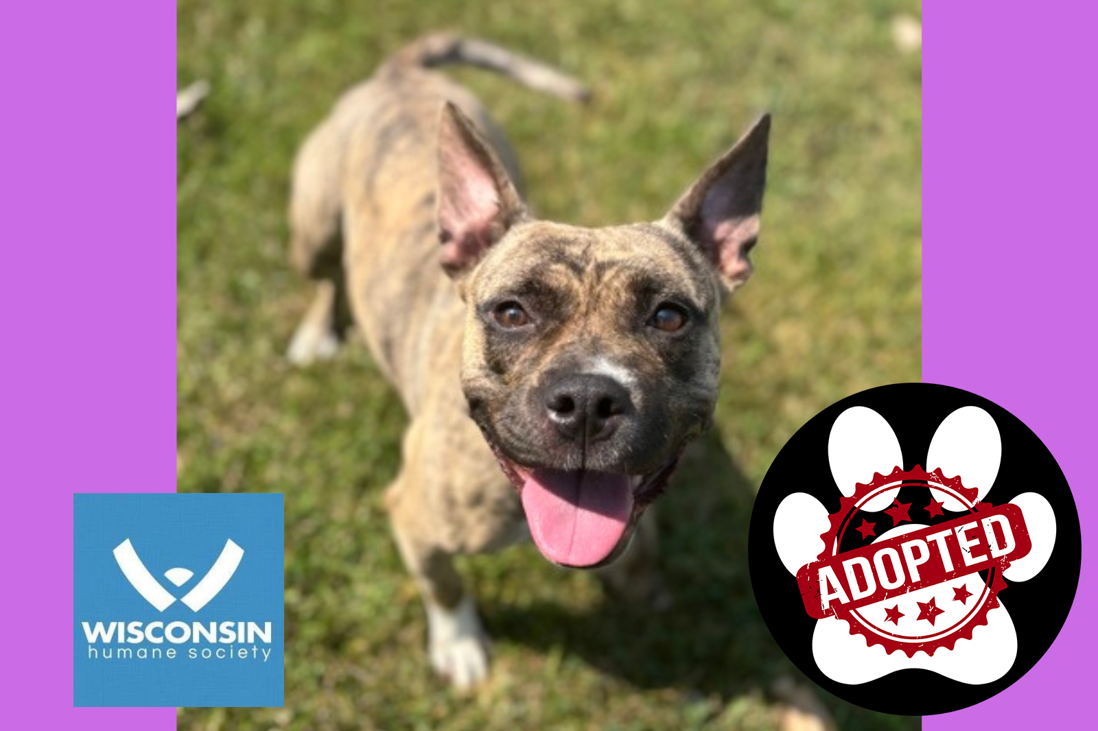 Charlie - Kenosha.com's Pet of the Week - Adopted
