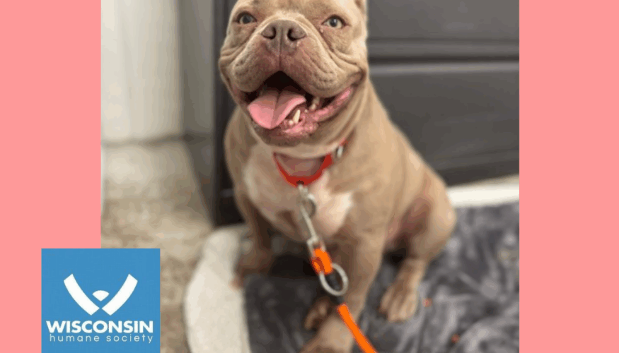 Kenosha.com's Pet of the Week - Liv