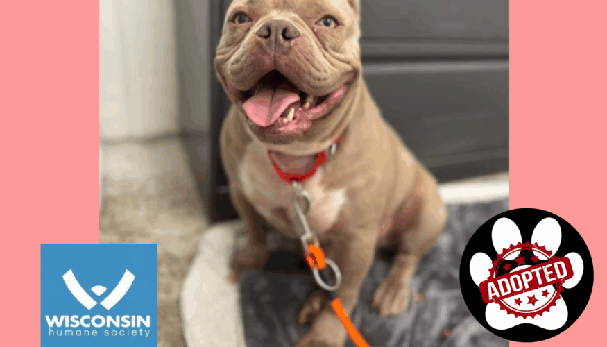 Kenosha.com's Pet of the Week - Liv Adopted