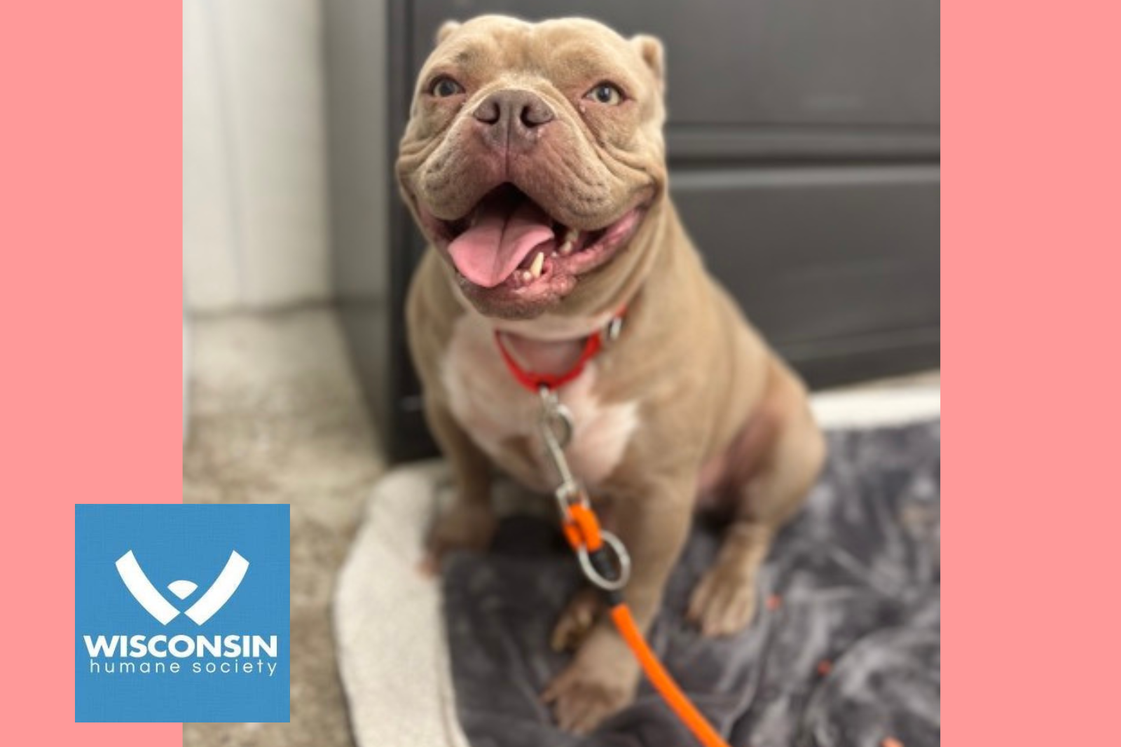 Kenosha.com's Pet of the Week - Liv