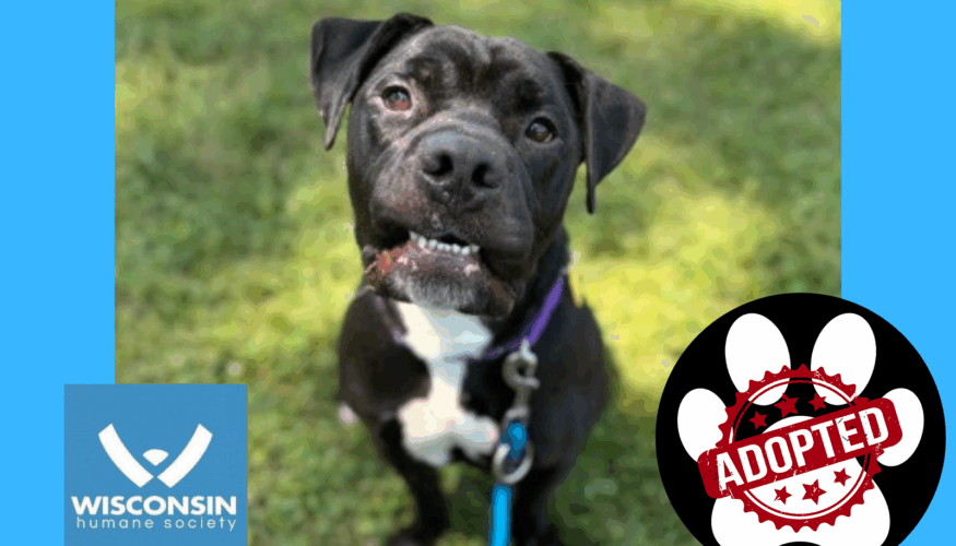 Mojo Kenosha.com Pet of the week Adopted