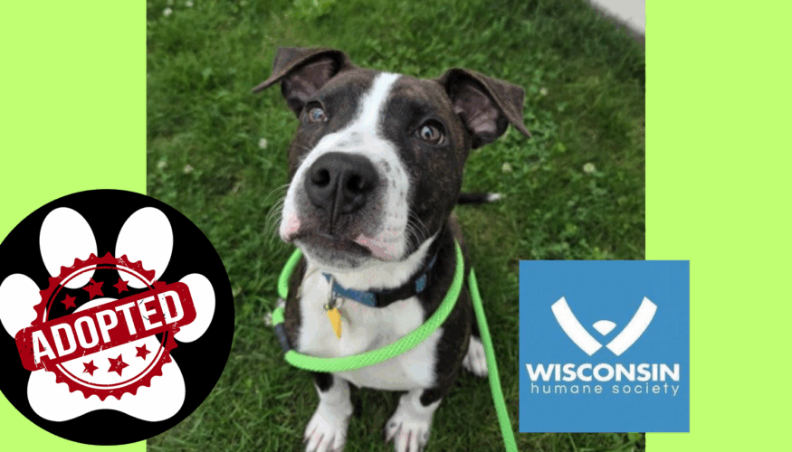 Elliote Kenosha.com Pet of the week Adopted