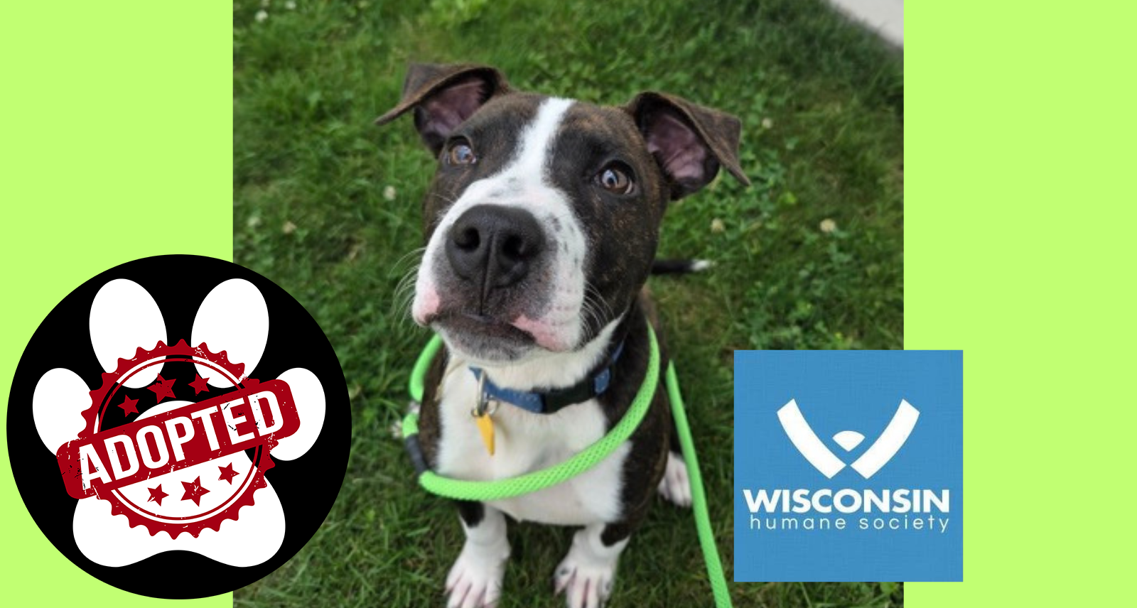 Elliote Kenosha.com Pet of the week Adopted