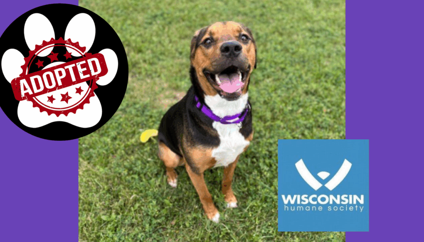 Jackson Kenosha.com Pet of the week Adopted
