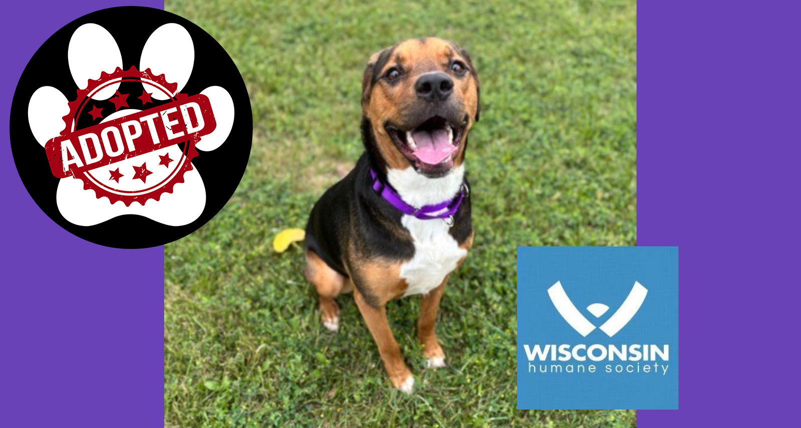 Jackson Kenosha.com Pet of the week Adopted