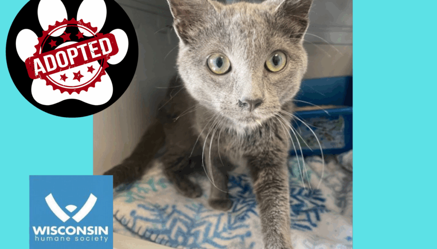 Silvie - Kenosha Pet of the Week - Wisconsin Humane Society Adopted