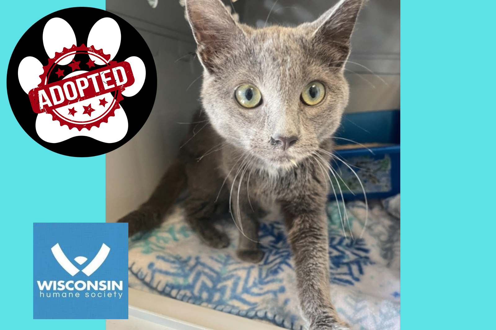 Silvie - Kenosha Pet of the Week - Wisconsin Humane Society Adopted