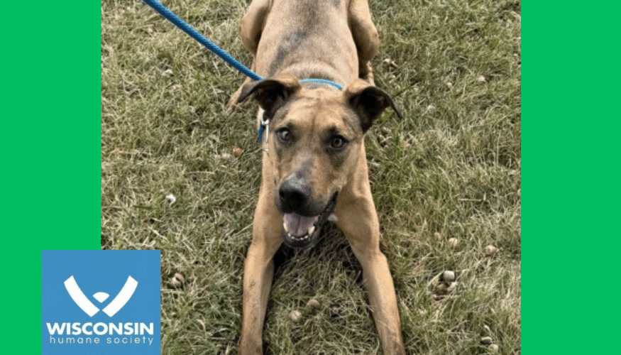 Kenosha.com's Pet of the Week - Topo