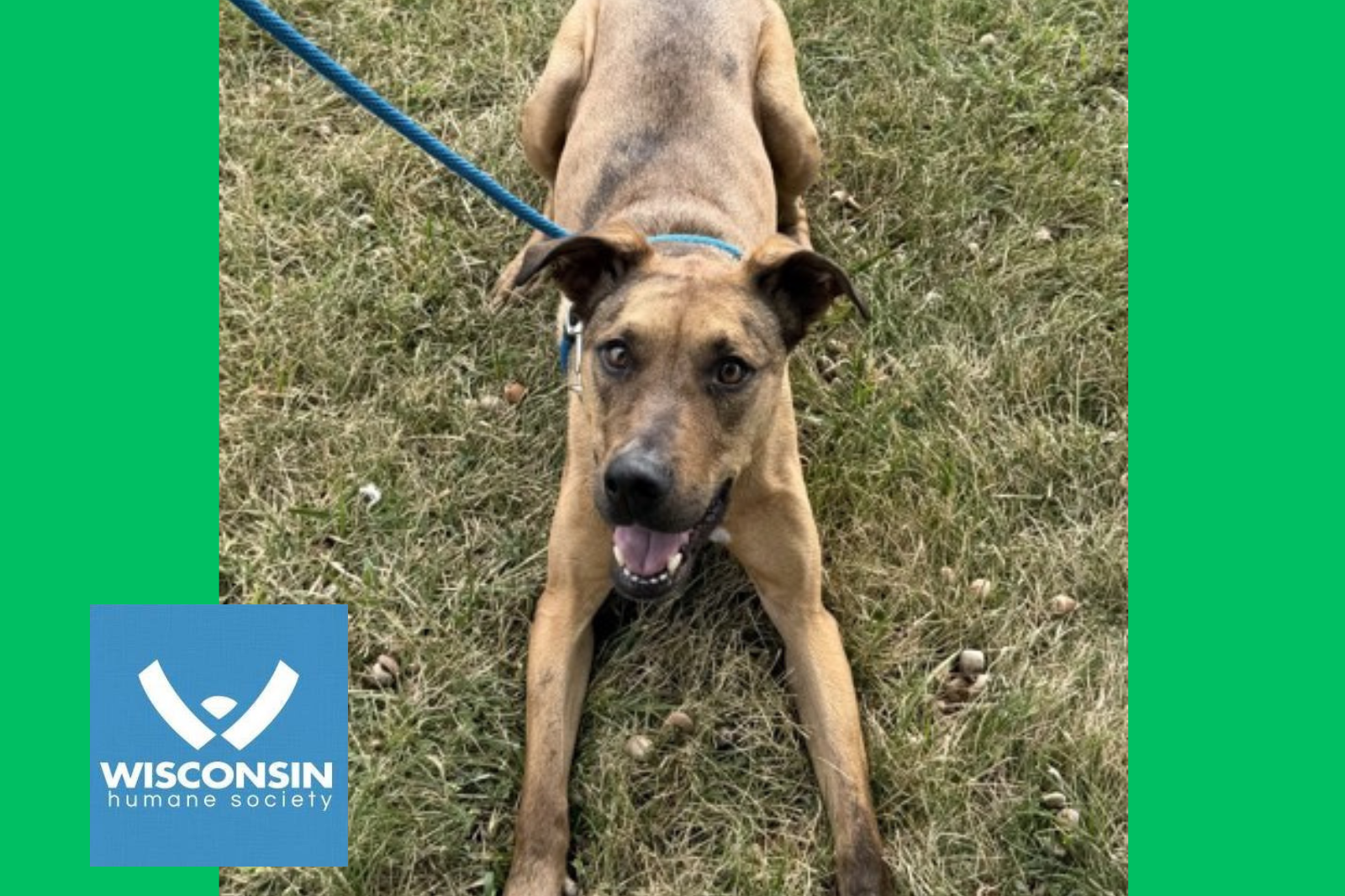 Kenosha.com's Pet of the Week - Topo