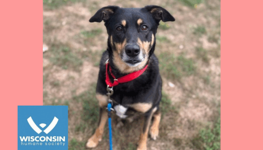 Kenosha.com's Pet of the Week - Tucker James