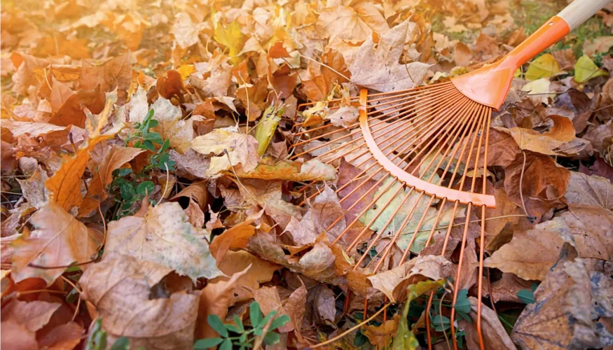 Compostable: Fallen Leaves with Rake