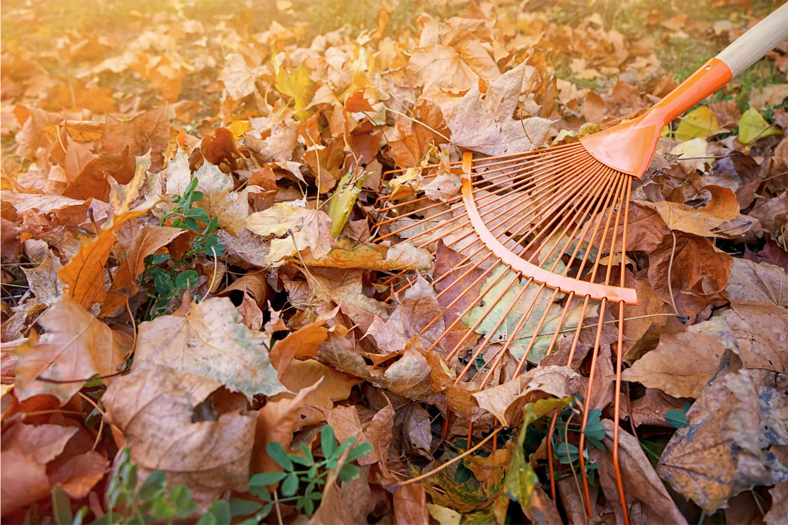 Compostable: Fallen Leaves with Rake