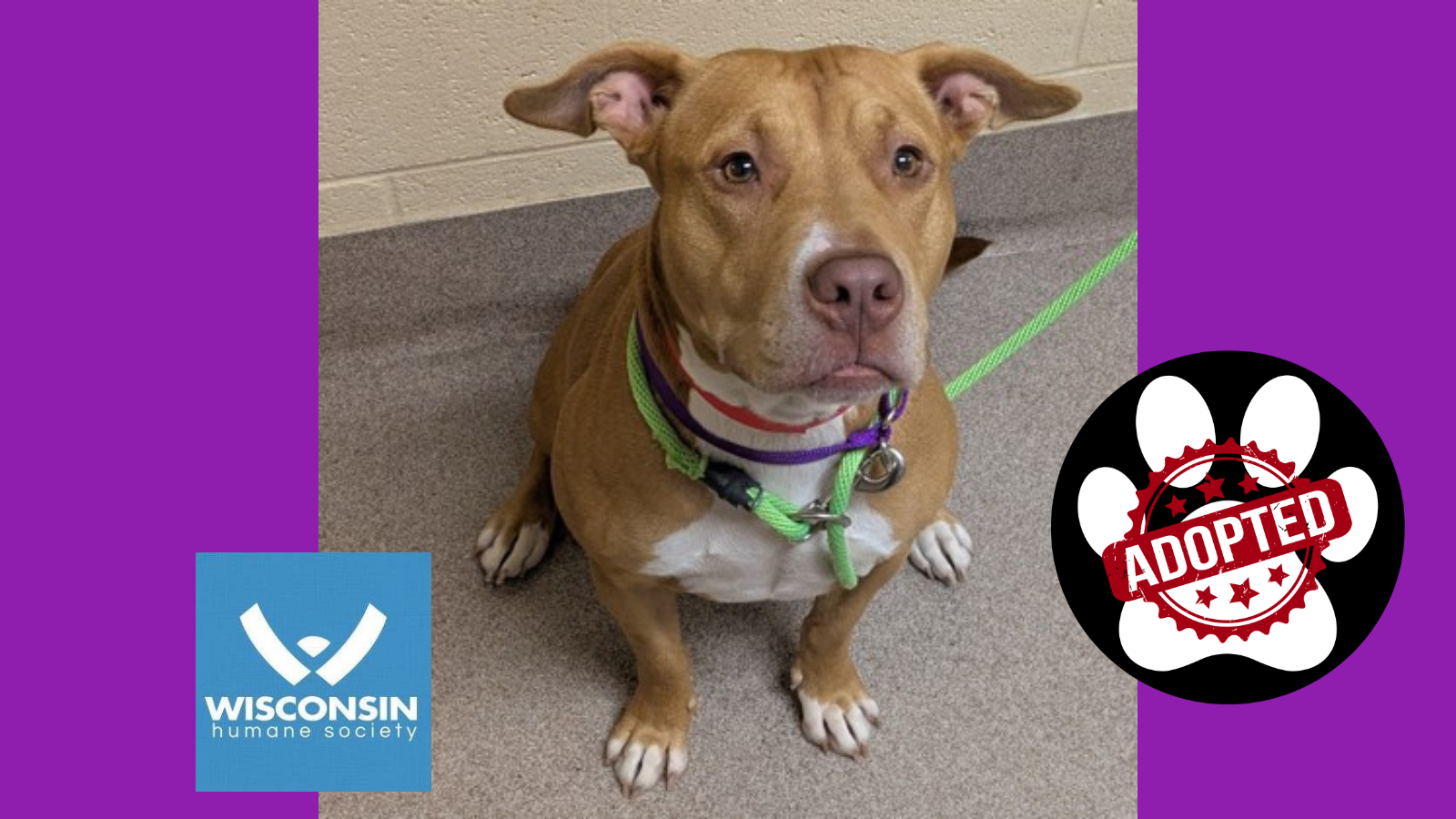 Kenosha.com's Pet of the Week Cider Sweetie - Now Adopted