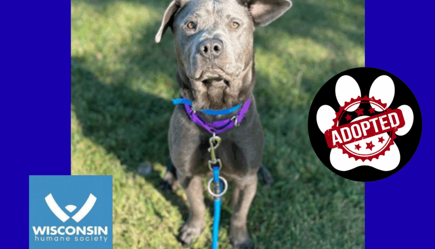 ADOPTED Kenosha.com's Pet of the Week Smokey