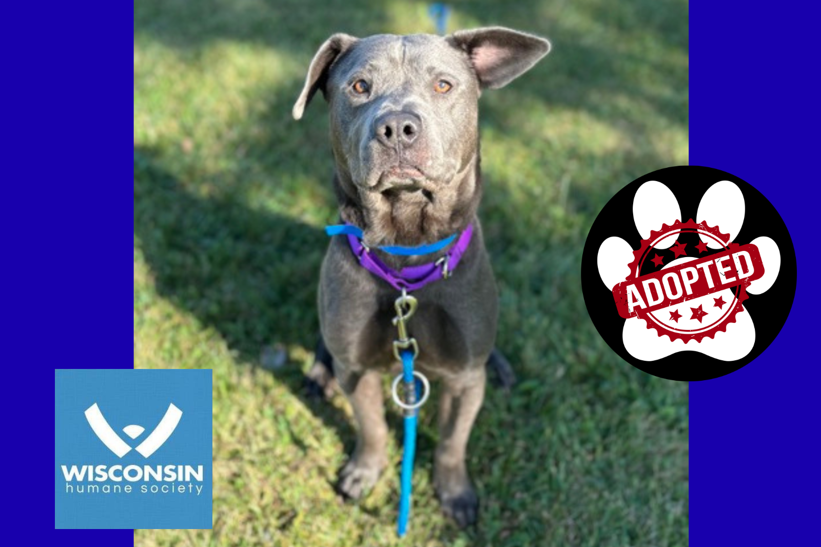 ADOPTED Kenosha.com's Pet of the Week Smokey
