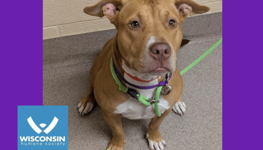 Kenosha.com's Pet of the Week Cider Sweetie