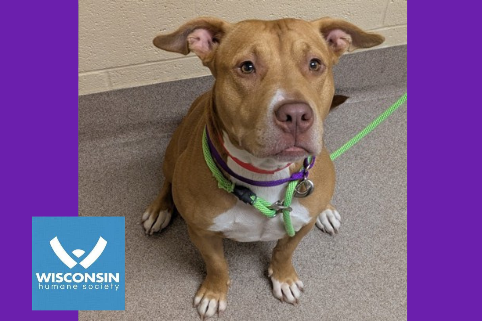 Kenosha.com's Pet of the Week Cider Sweetie