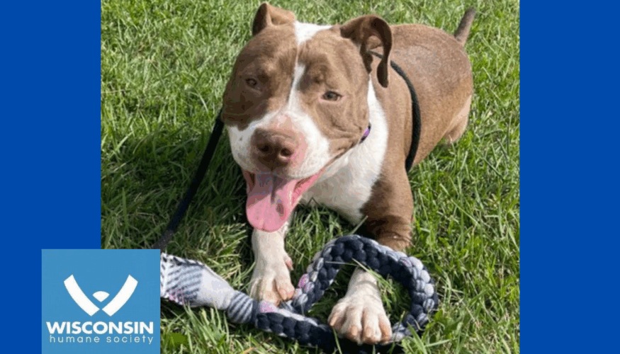 Kenosha.com's Pet of the Week Maverick