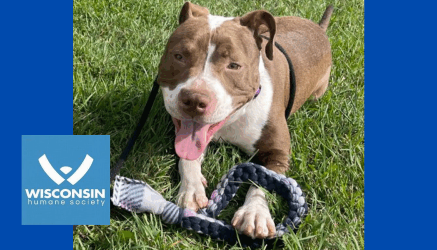 Kenosha.com's Pet of the Week Maverick