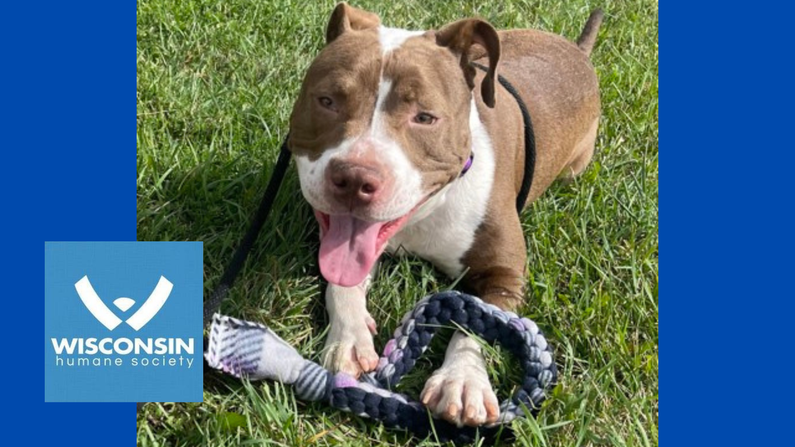 Kenosha.com's Pet of the Week Maverick