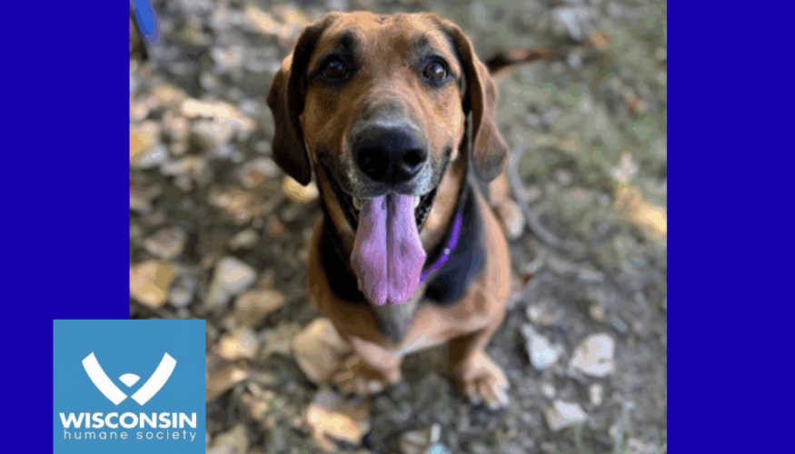 Kenosha.com's Pet of the Week Zorro