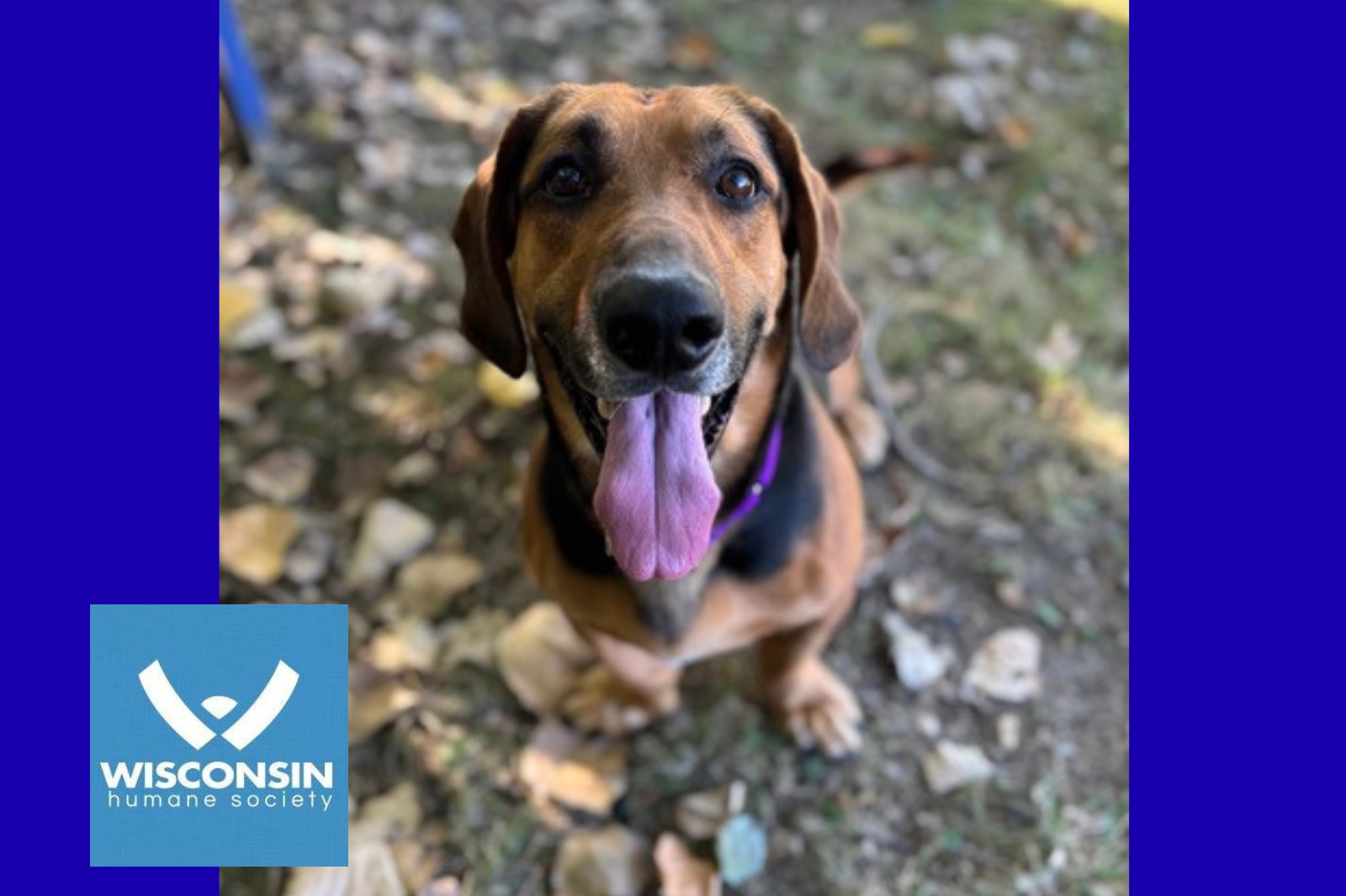 Kenosha.com's Pet of the Week Zorro