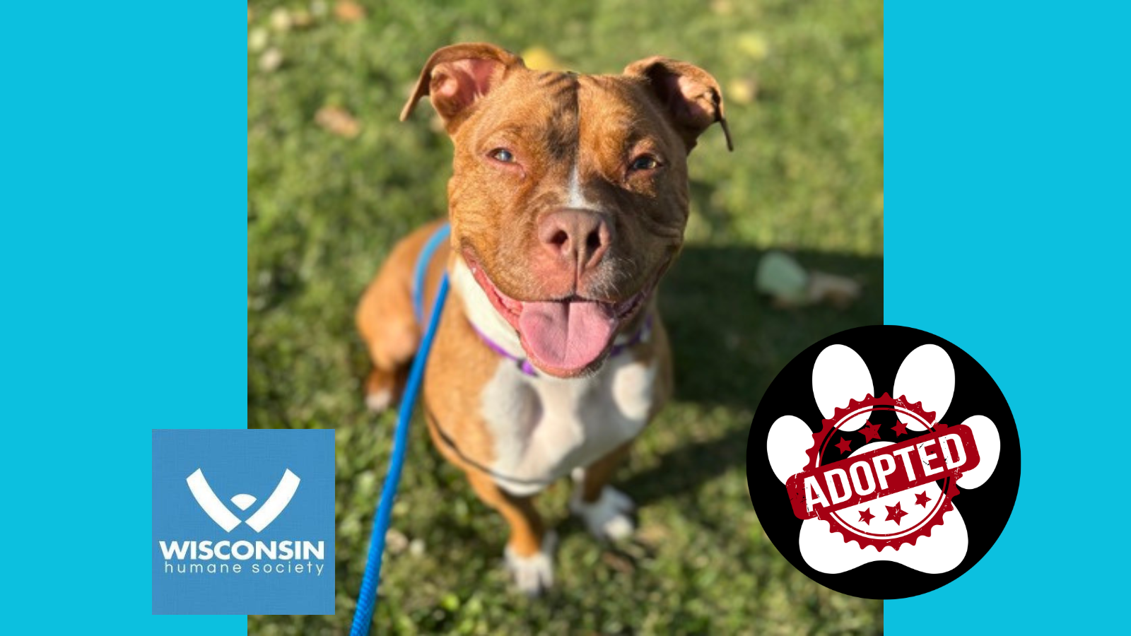 Kenosha.com's Pet of the Week - Gucci - Now Adopted