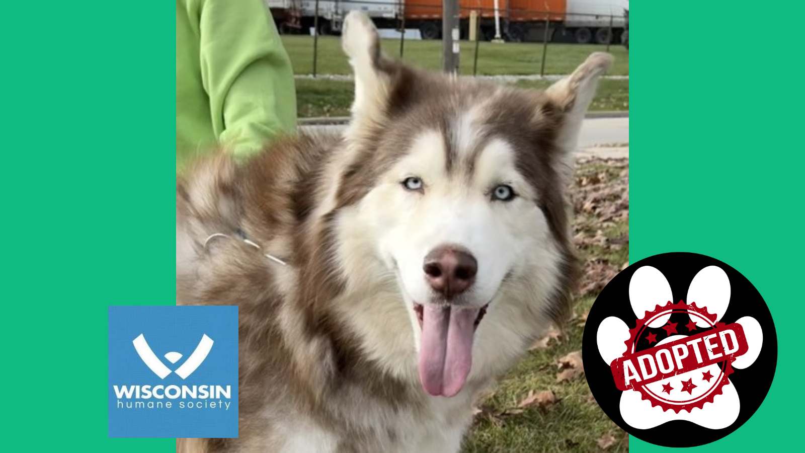 Kenosha.com's Pet of the Week Leo - Now Adopted