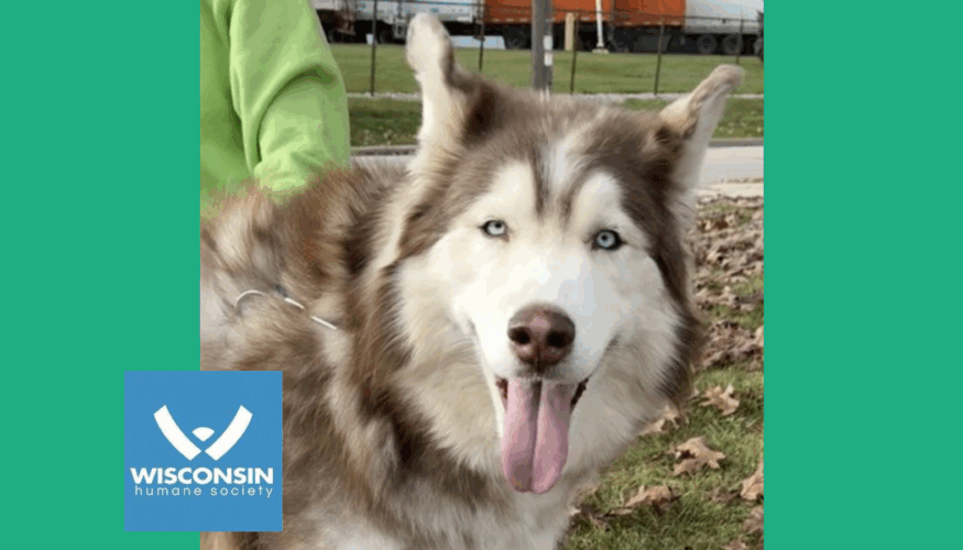 Kenosha.com POTW Leo