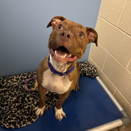 Kenosha.com's Pet of the Week - Gucci
