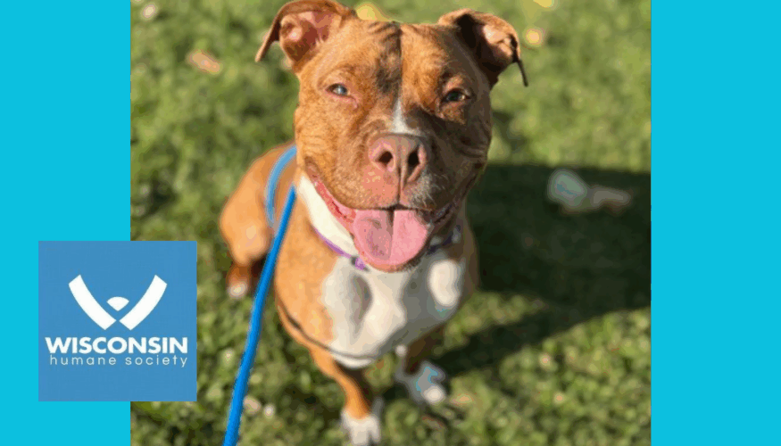 Kenosha.com's Pet of the Week - Gucci