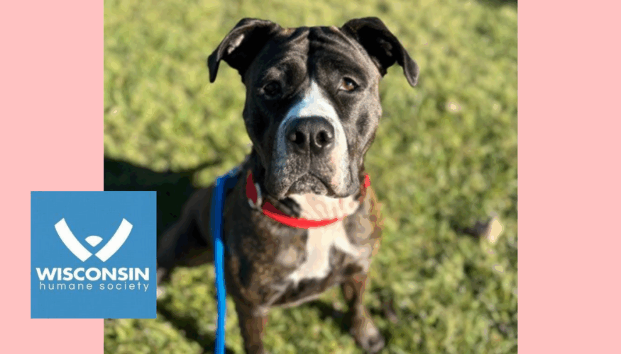 Kenosha.com's Pet of the Week - Rousey Wisconsin Humane Society Kenosha Campus