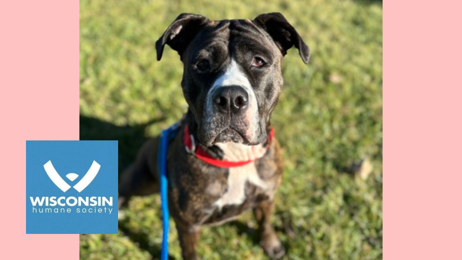 Kenosha.com's Pet of the Week - Rousey Wisconsin Humane Society Kenosha Campus