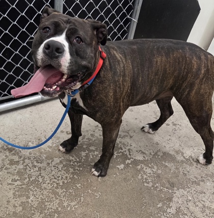 Kenosha.com's Pet of the Week - Rousey Wisconsin Humane Society Kenosha Campus