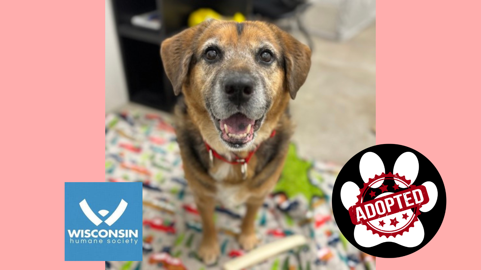 Kenosha.com's Pet of the Week - Bella Rose - Now Adopted