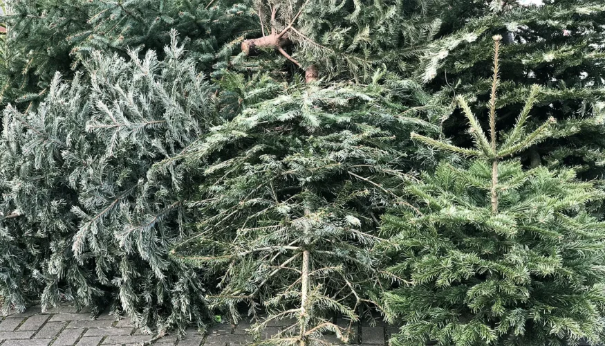 City of Kenosha Christmas Tree Disposal