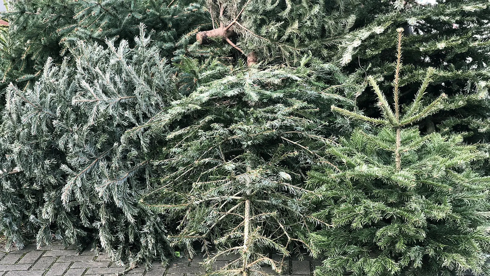 City of Kenosha Christmas Tree Disposal